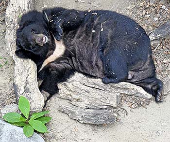 'Malayan Sun Bear, Having a Nap' by Asienreisender